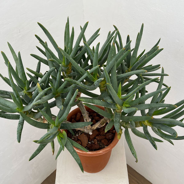 アロエ：ラモシシマ　6号鉢植え 26-03