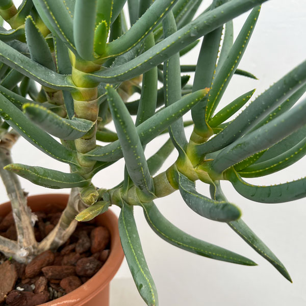 アロエ：ラモシシマ　6号鉢植え 26-03