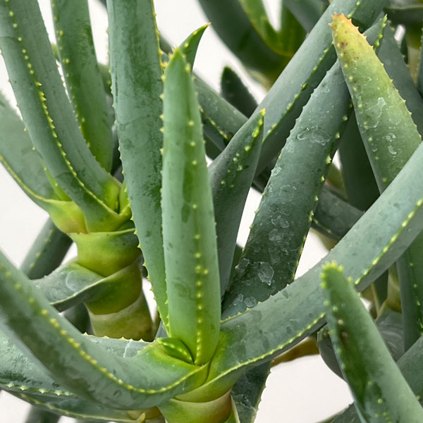 アロエ：ラモシシマ　6号鉢植え 26-03