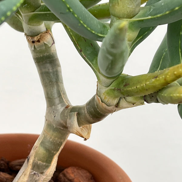 アロエ：ラモシシマ　6号鉢植え 26-03