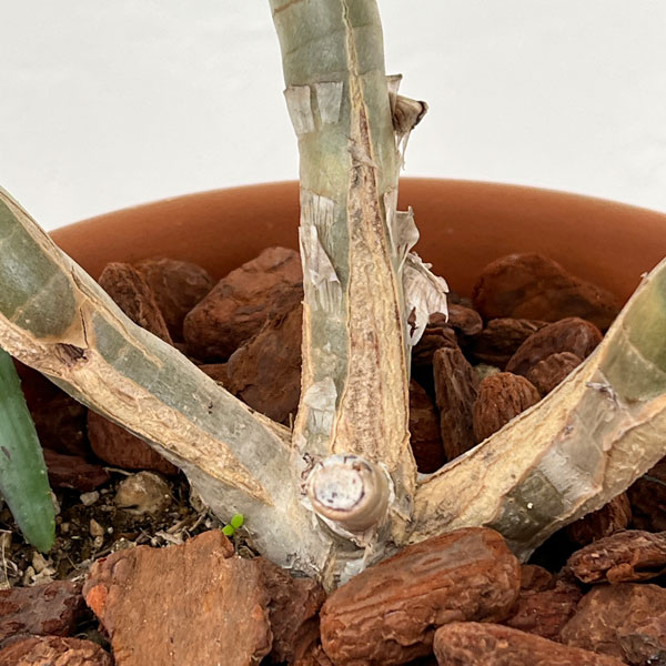 アロエ：ラモシシマ　6号鉢植え 26-03