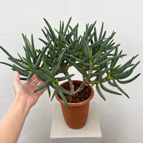 アロエ：ラモシシマ　6号鉢植え 26-03