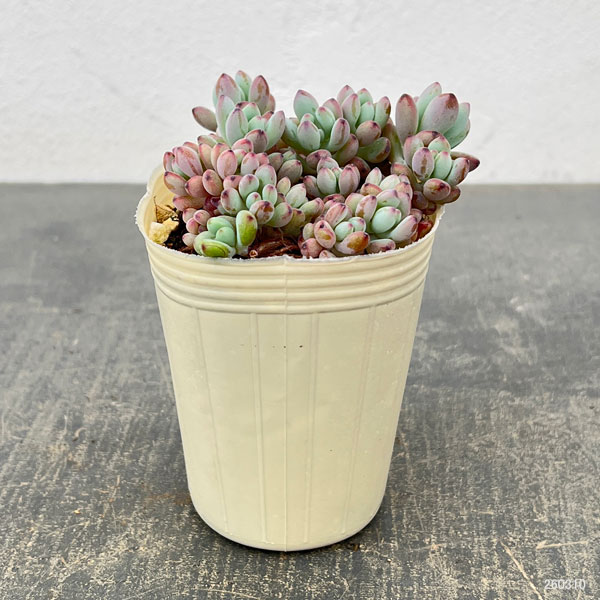 セダム：コミックトム 2.5号ポット