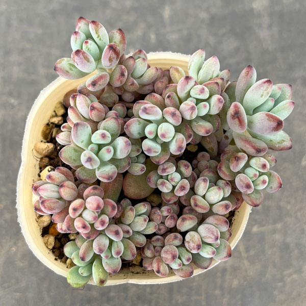 セダム：コミックトム 2.5号ポット