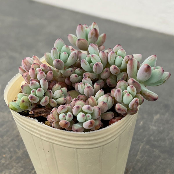 セダム：コミックトム 2.5号ポット