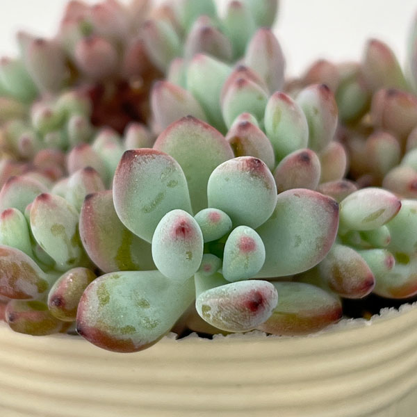 セダム：コミックトム 2.5号ポット