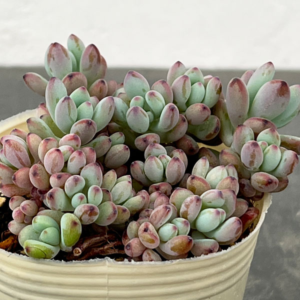 セダム：コミックトム 2.5号ポット