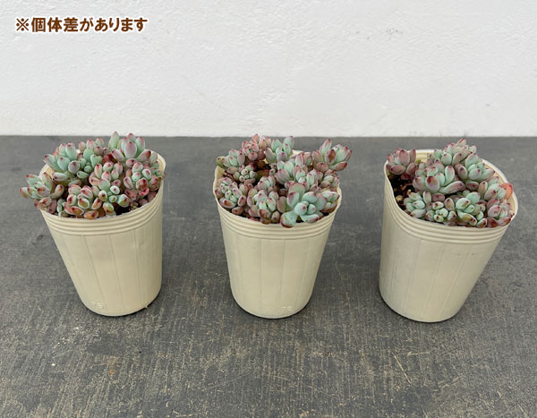 セダム：コミックトム 2.5号ポット