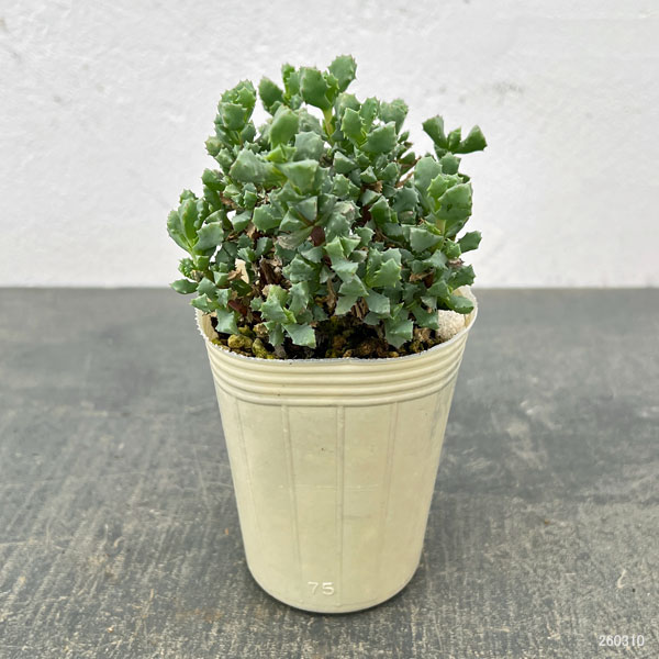 オスクラリア：デルトイデス 2.5号ポット