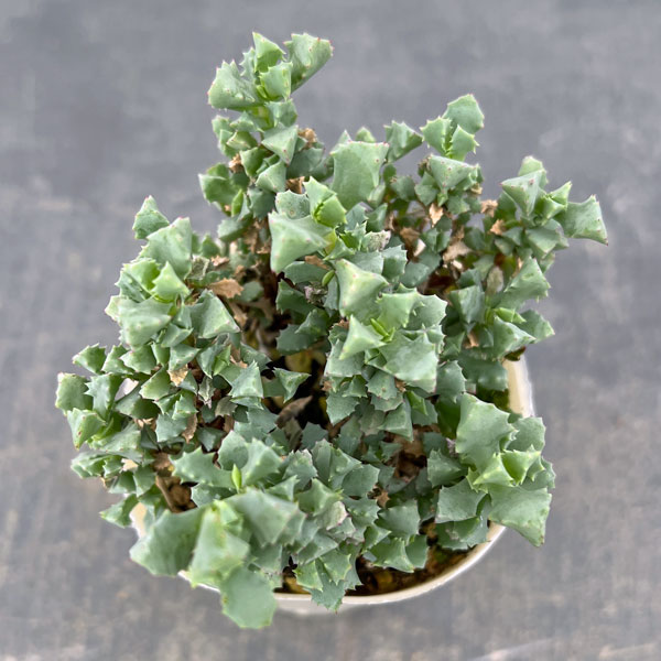 オスクラリア：デルトイデス 2.5号ポット