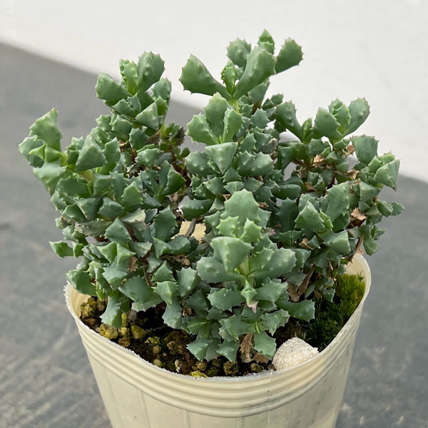 オスクラリア：デルトイデス 2.5号ポット