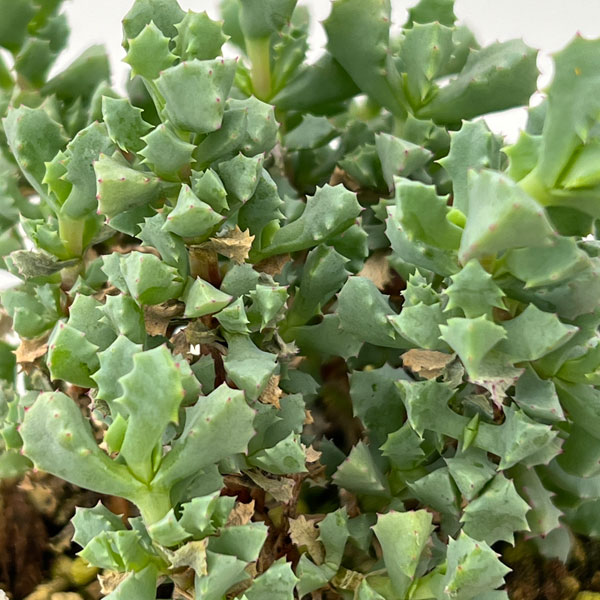 オスクラリア：デルトイデス 2.5号ポット