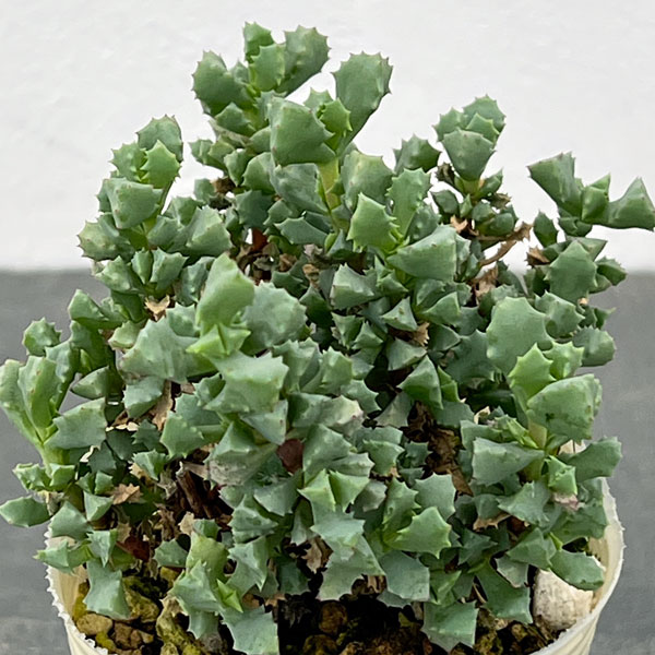 オスクラリア：デルトイデス 2.5号ポット