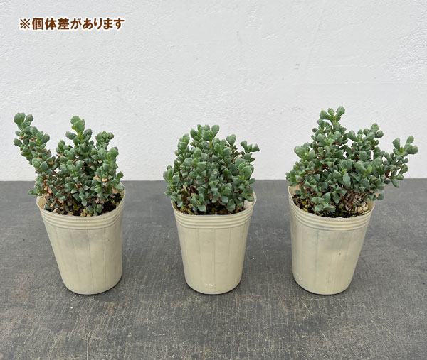 オスクラリア：デルトイデス 2.5号ポット