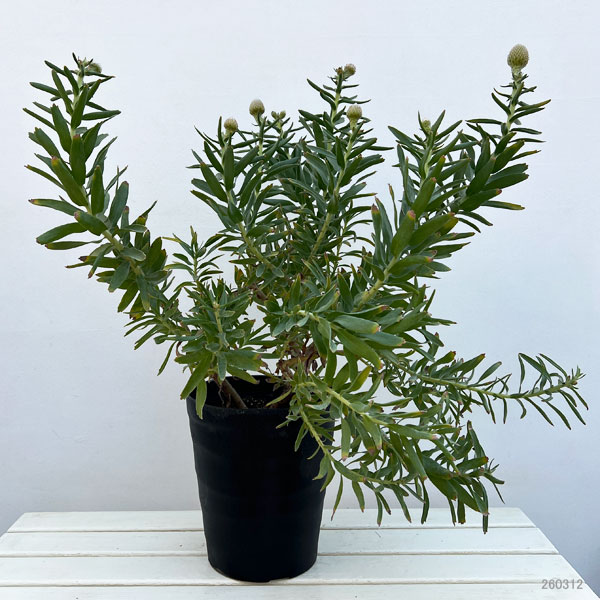 リューコスペルマム（ピンクッション）：ソー・マジェスティック8号ポット