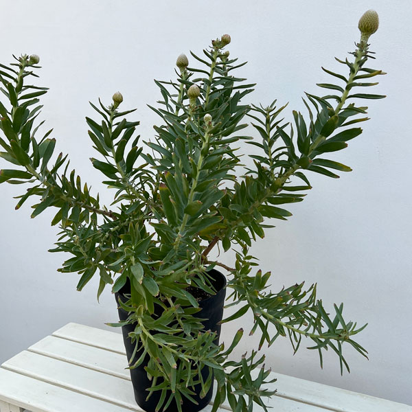 リューコスペルマム（ピンクッション）：ソー・マジェスティック8号ポット