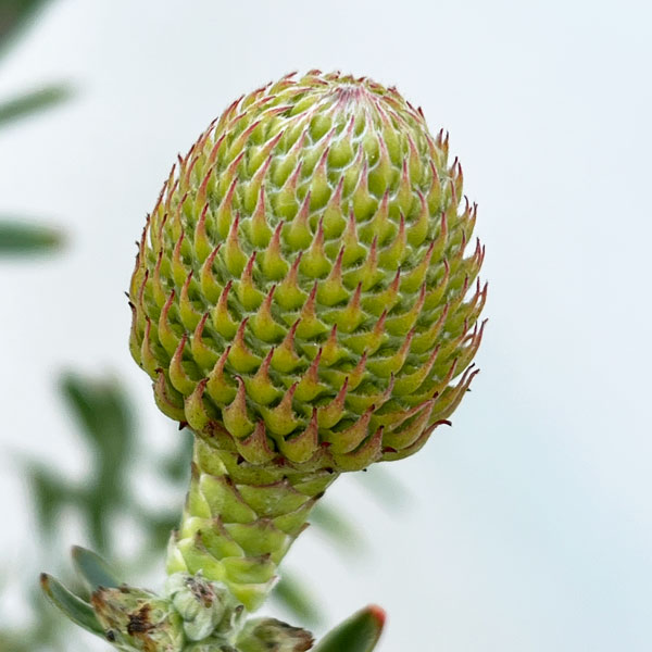 リューコスペルマム（ピンクッション）：ソー・マジェスティック8号ポット