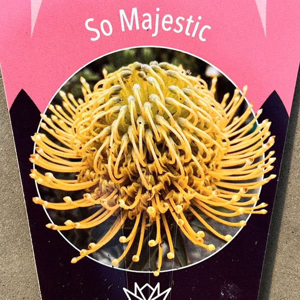 リューコスペルマム（ピンクッション）：ソー・マジェスティック8号ポット