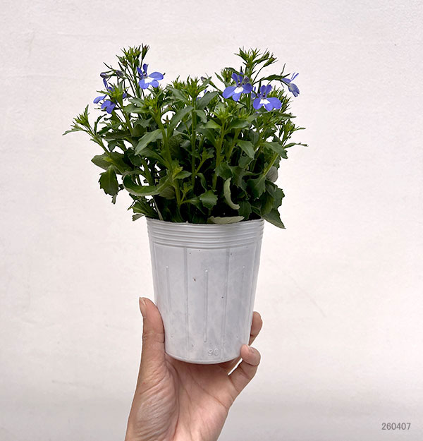 ロベリア（宿根）：夏子　ブルーアイ3号ロングポット