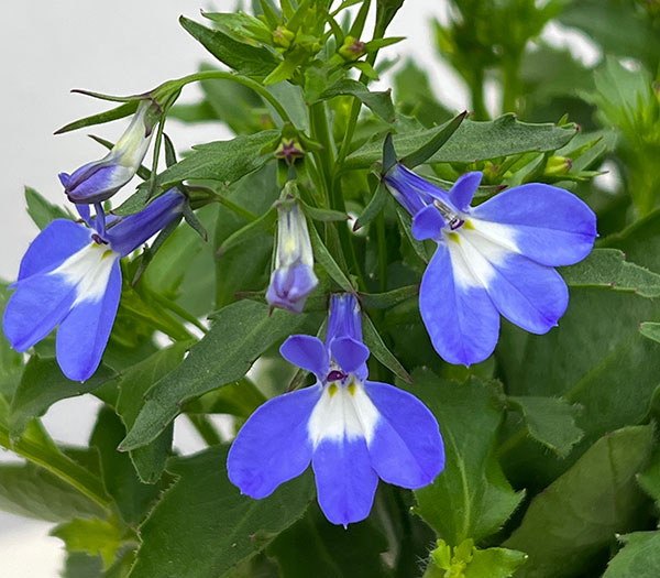 ロベリア（宿根）：夏子　ブルーアイ3号ロングポット