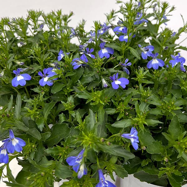 ロベリア（宿根）：夏子　ブルーアイ3号ロングポット