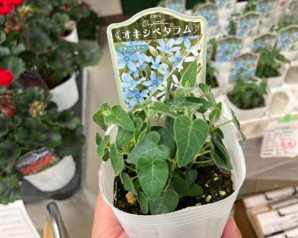 [26年4月下旬予約]オキシペタラム：ブルー＆ホワイト寄せ植え3号ポット