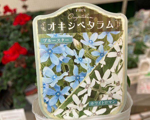 [26年4月下旬予約]オキシペタラム：ブルー＆ホワイト寄せ植え3号ポット