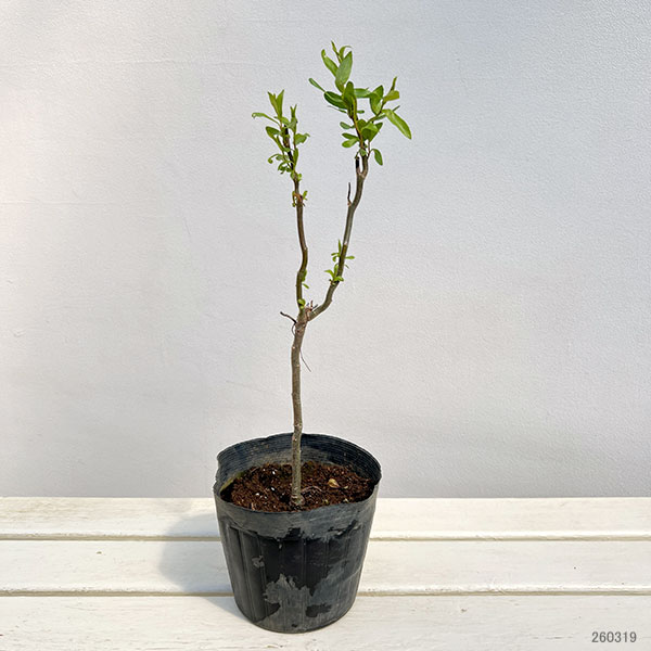ヤナギ（柳）：ウンリュウヤナギ（雲竜柳）5号ポット