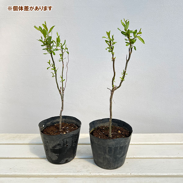 ヤナギ（柳）：ウンリュウヤナギ（雲竜柳）5号ポット