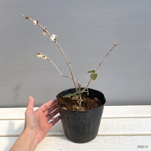 ロニセラ：フレグランティシマ5号ポット