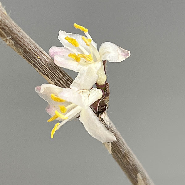 ロニセラ：フレグランティシマ5号ポット