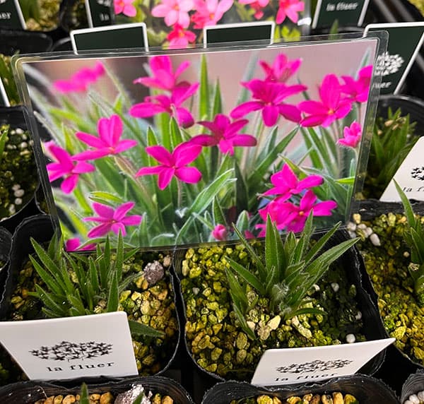 アッツザクラ（ロドヒポキシス）：ムーランルージュ3号ポット