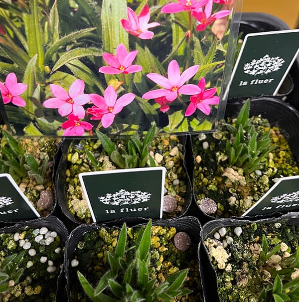 アッツザクラ（ロドヒポキシス）：シェリーローズ3号ポット