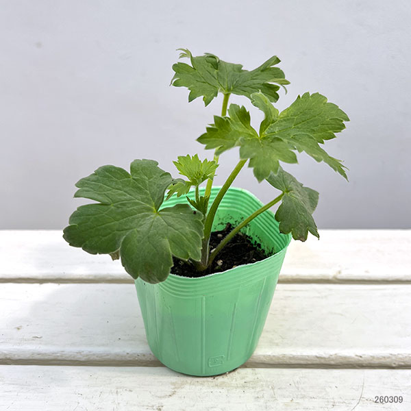 デルフィニウム：グリーンツイスト3.5号ポット