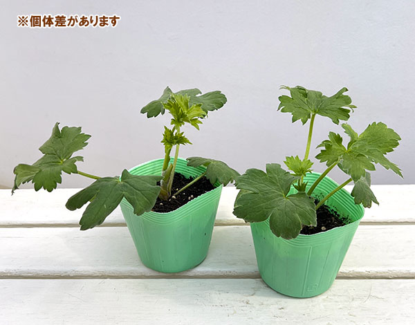 デルフィニウム：グリーンツイスト3.5号ポット