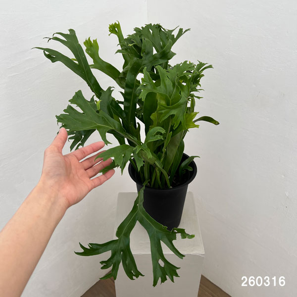 アスプレニウム：sp.獅子葉　5号ポット