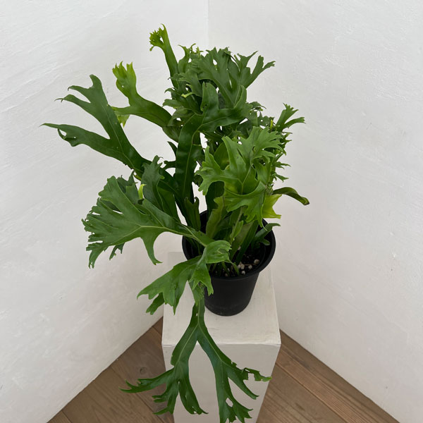 アスプレニウム：sp.獅子葉　5号ポット