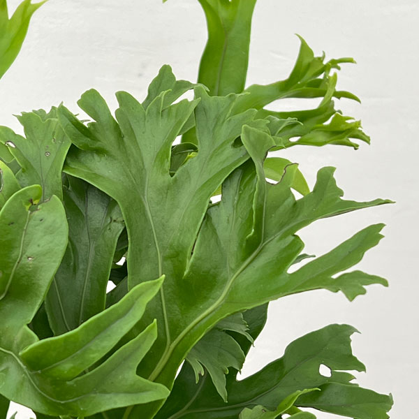 アスプレニウム：sp.獅子葉　5号ポット