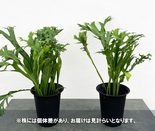 アスプレニウム：sp.獅子葉　5号ポット