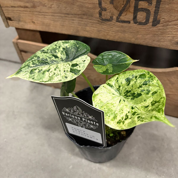 [26年4月上旬予約]アロカシア：ドラゴンスケールミント　3号ポット*