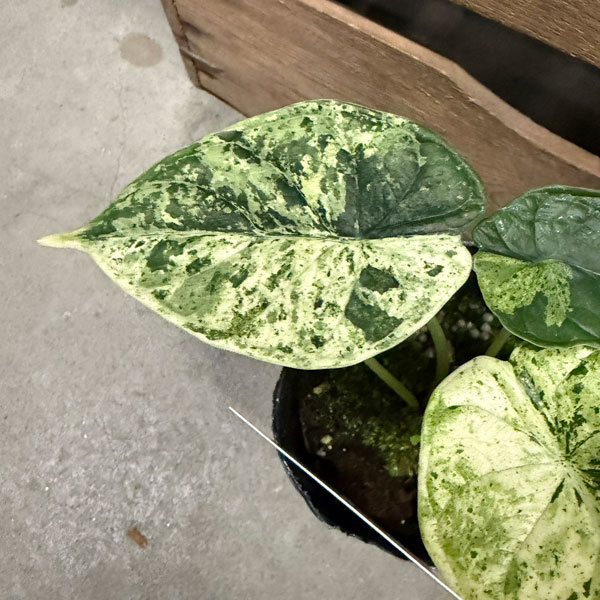 [26年4月上旬予約]アロカシア：ドラゴンスケールミント　3号ポット*