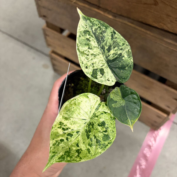 [26年4月上旬予約]アロカシア：ドラゴンスケールミント　3号ポット*