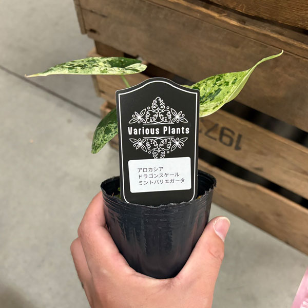 [26年4月上旬予約]アロカシア：ドラゴンスケールミント　3号ポット*