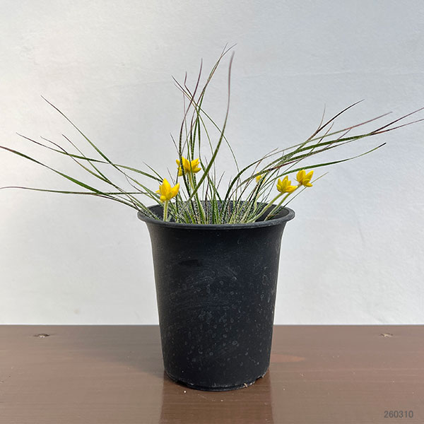 コノスティリス・セティゲラ 4号ポット