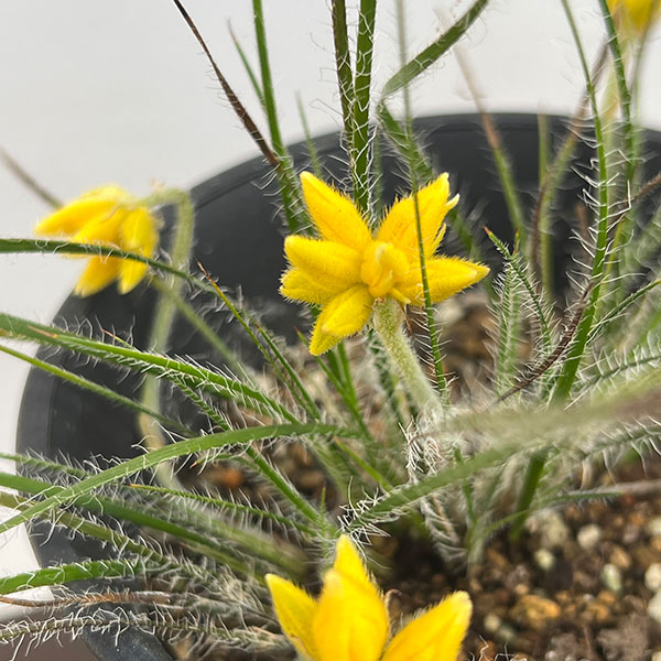 コノスティリス・セティゲラ 4号ポット