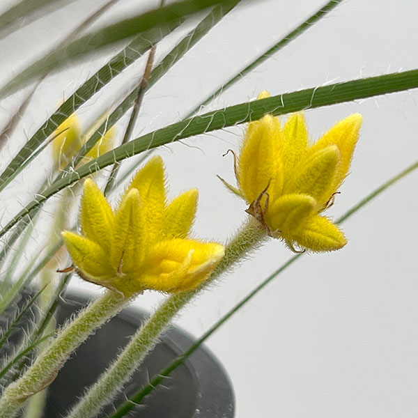 コノスティリス・セティゲラ 4号ポット