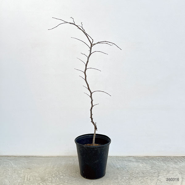 アメリカハナズオウ：トラベラー8号ポット