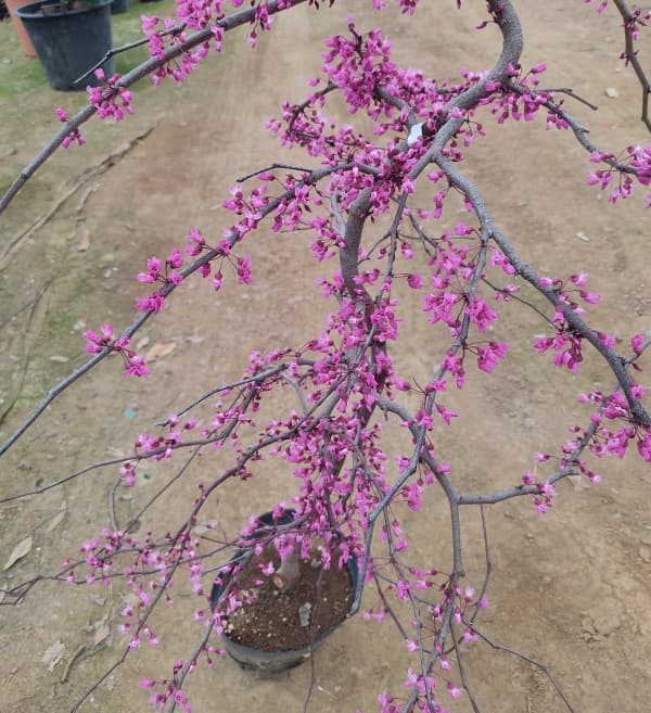 アメリカハナズオウ：トラベラー8号ポット