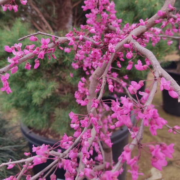 アメリカハナズオウ：トラベラー8号ポット