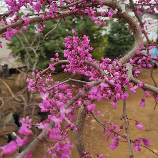 アメリカハナズオウ：トラベラー8号ポット